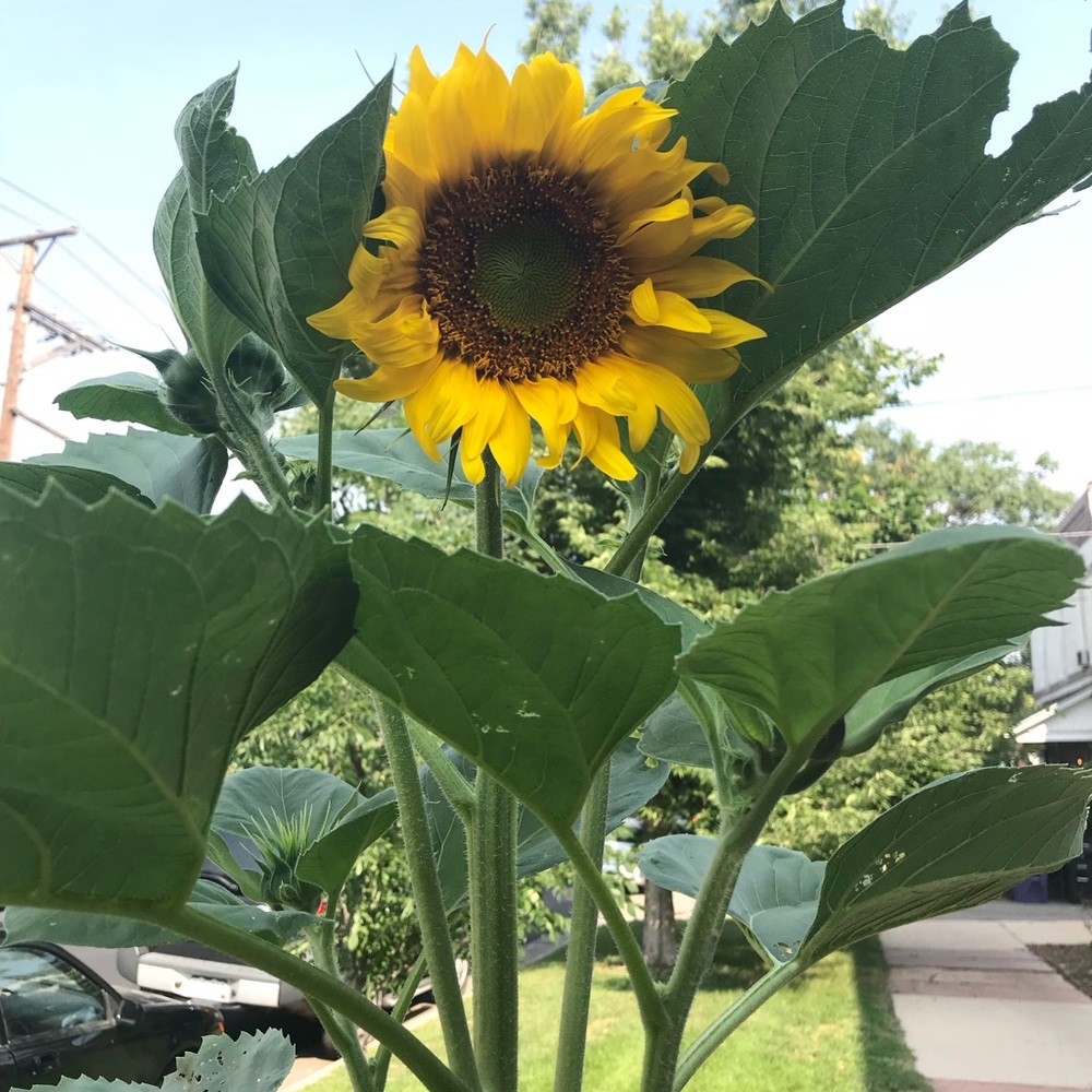 Meet your Posher, Ariane